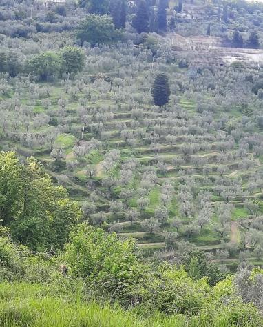 Annesso agricolo in vendita a Colle - Quarrata 2500 mq Rif: 1271384