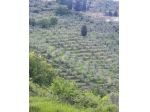 Annesso agricolo in vendita a Colle - Quarrata 2500 mq  Rif: 1271384