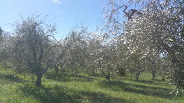 Seminativo in vendita a Lugnano in Teverina - Foto 4