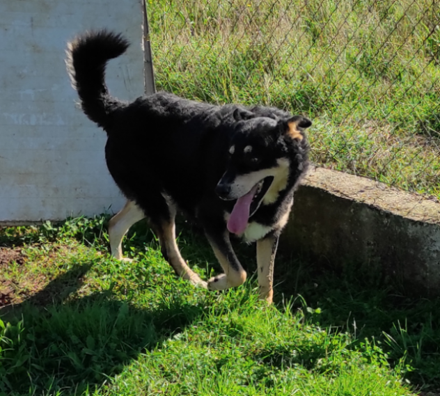 CANE IN ADOZIONE. L' ATTESA DI CAFFE' - Foto 5