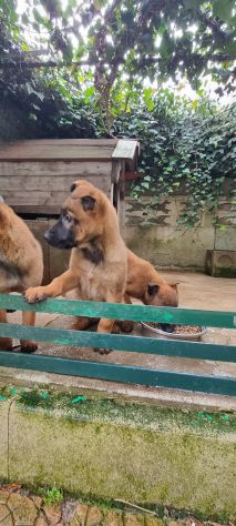 Cuccioli Pastore Belga Malinois - Foto 2