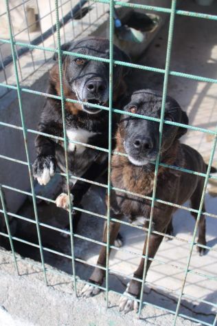 DEA E ZEUS 14 ANNI taglia media - Foto 3