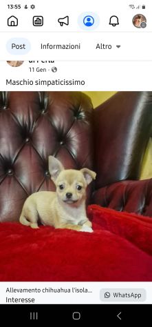 Chihuahua pelo corto