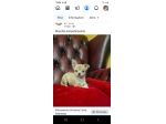 Chihuahua pelo corto