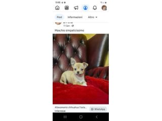 Chihuahua pelo corto