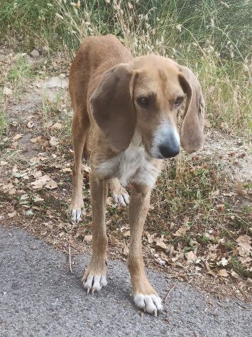 FILIPPO UN AMORE CANE IN ADOZIONE - Foto 3