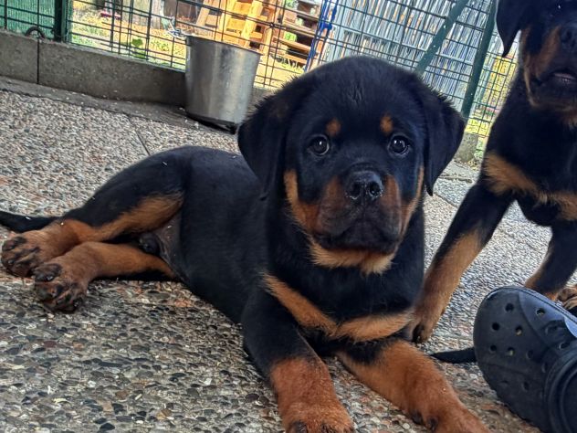 Cuccioli di Rottweiler XXL con Pedigree Enci - Foto 4
