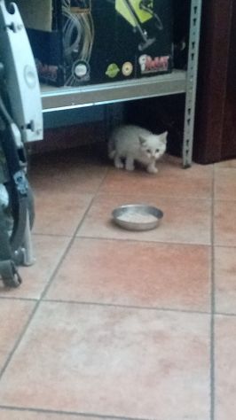 GATTINI ADORABILI - Foto 4