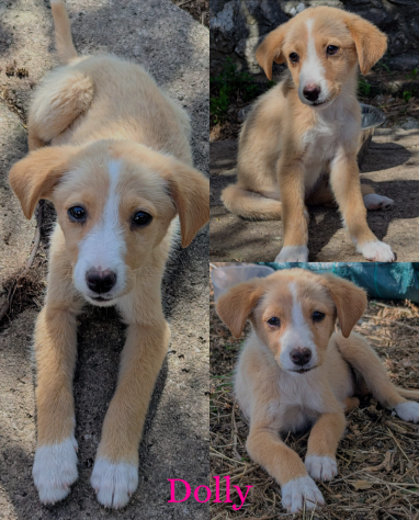 Cucciole dolcissime in cerca di famiglia - Foto 4