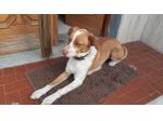 PEPITO, dolcissimo mix breton