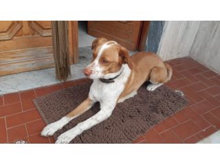 PEPITO, dolcissimo mix breton
