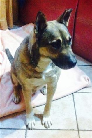 GREG, il cane tuttofare - Foto 2