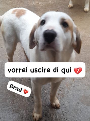 BRAD 3 ANNI TAGLIA GRANDE - Foto 6
