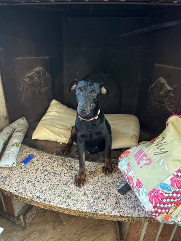 Aura simil pinscher taglia piccola 9 kg - Foto 5