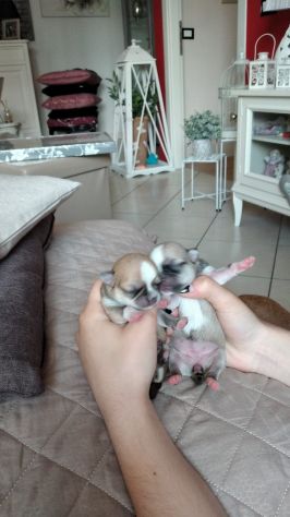 Chihuahua - Foto 3
