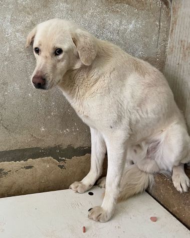 ENEA CANE IN ADOZIONE - Foto 4