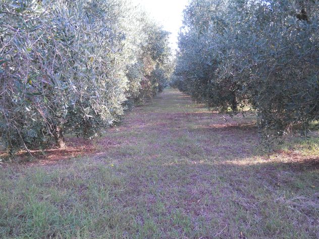 Oliveta, Piombino costa Est - Foto 2