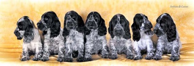 COCKER SPANIEL INGLESE CUCCIOLI STUPENDI - Foto 4