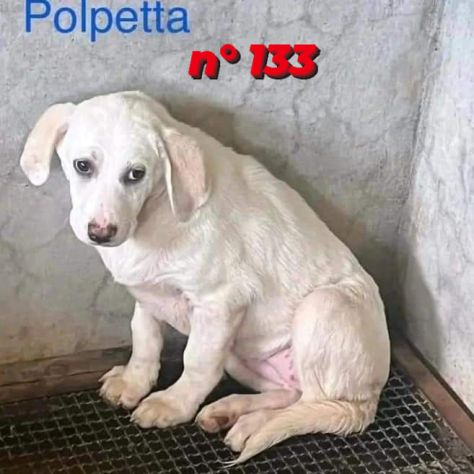 CUCCIOLI IN ADOZIONE - Foto 5