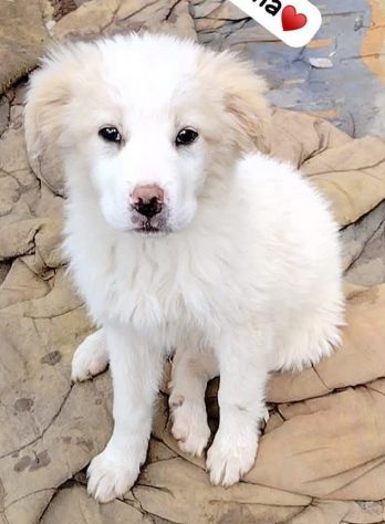 SPLENDIDE CUCCIOLE 3 MESI taglia media IN CANILE - Foto 5