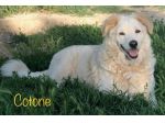 Cotone, morbidone compatibile con i bambini