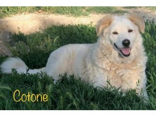 Cotone, morbidone compatibile con i bambini