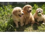 GOLDEN RETRIEVER CUCCIOLI