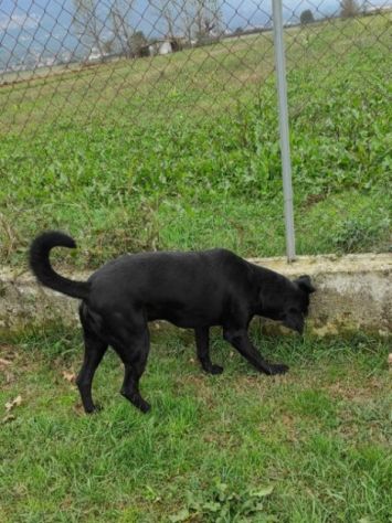 CANE IN ADOZIONE: AARON - Foto 4