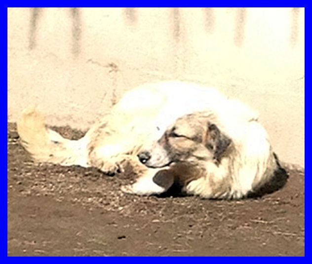 PATTY, SPLENDIDA E SPAVENTATA SOLA IN CANILE CERCA CASA - Foto 3