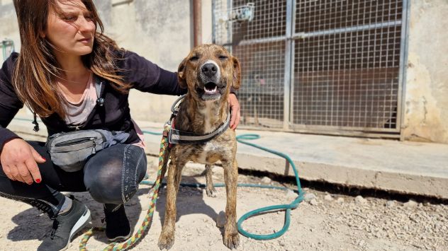 Shenny , cucciola rimasta da sola in canile senza le sue sorelle - Foto 7