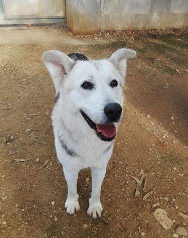 Oscar bellissimo mix husky in adozione - Foto 7