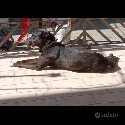 NERINO CAGNOLINO IN ADOZIONE - Foto 2