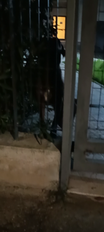 Due sorelline cucciole in adozione - Foto 2