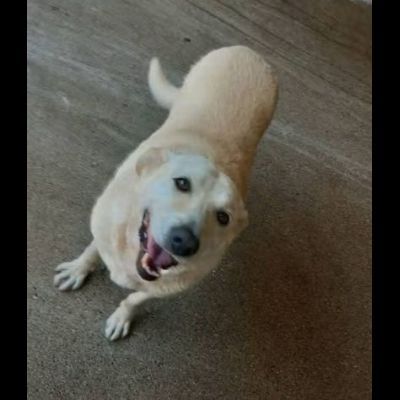 Splendida EDWIGE SIMIL LABRADOR CANE IN ADOZIONE - Foto 3