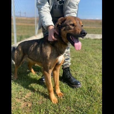GIOI FESTOSO E AMOREVOLE CANE IN ADOZIONE - Foto 9