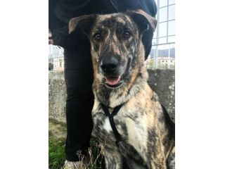 UGO PER GLI AMICI UGHINO DOLCISSIMO MIX HUSKY GIOVANE CANE IN ADOZIONE