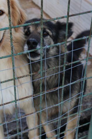 ARGO E’ UN PASTORINO DI 8 ANNI - Foto 5