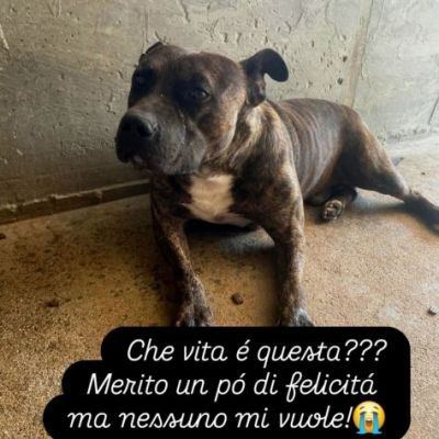 ZAZA'  straordinario dolce simpaticone cane in adozione - Foto 6