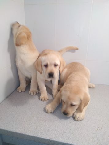 LABRADOR RETRIEVER CUCCIOLI - Foto 3