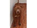 RED AMSTAFF 2 ANNI
