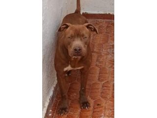 RED AMSTAFF 2 ANNI