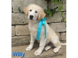 WILLY