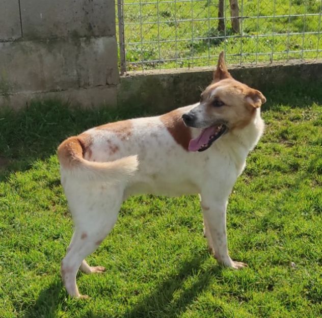 CATELLO: cagnolino in adozione - Foto 6