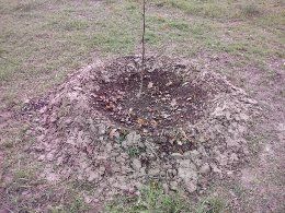 Effettuo lavori di giardinaggio - Foto 2