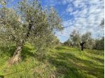 Uliveto in vendita a Cecina