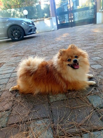 Disponibile maschio spitz di pomerania nano per monta - Foto 9