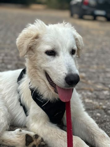Magnifico cucciolo taglia grande - Foto 4