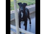AARON EMPATICO E VITALE, CANE IN ADOZIONE.