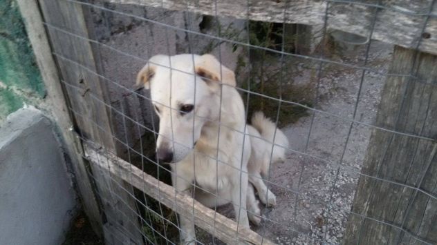MAGGIE, mix maremmana dolcissima - Foto 2