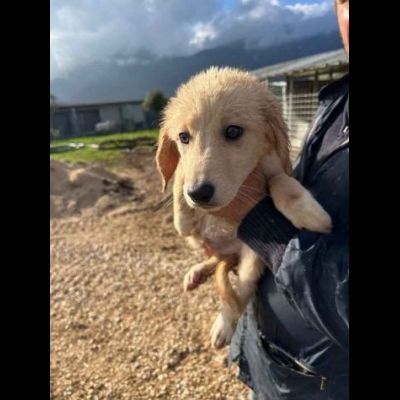 RUPERT ADORABILE CUCCIOLO IN ADOZIONE - Foto 8